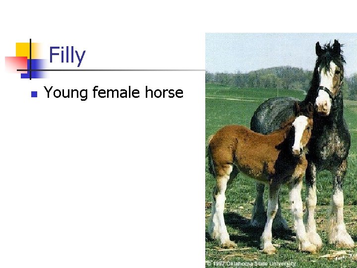 Filly n Young female horse 
