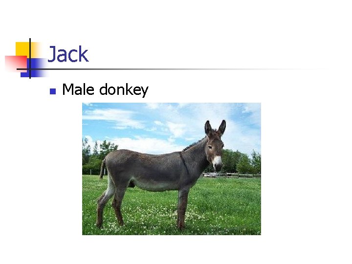 Jack n Male donkey 