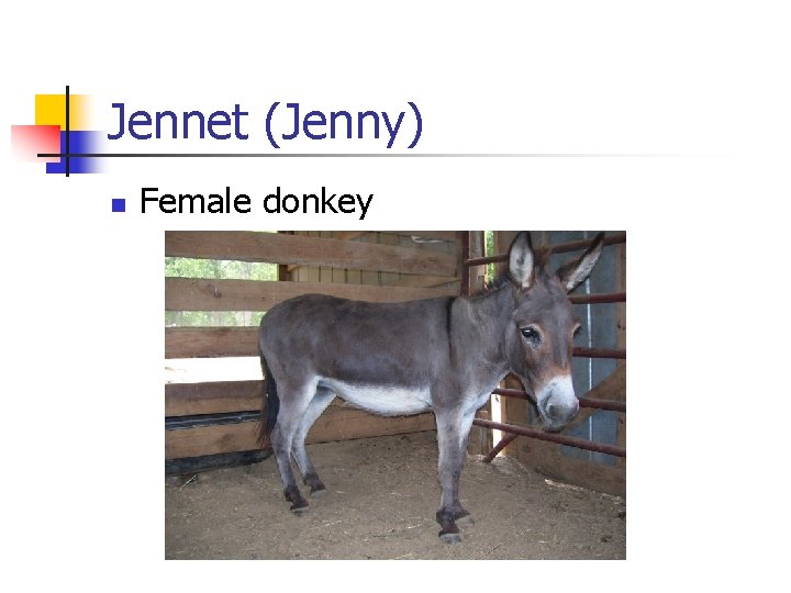 Jennet (Jenny) n Female donkey 