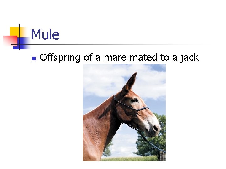 Mule n Offspring of a mare mated to a jack 