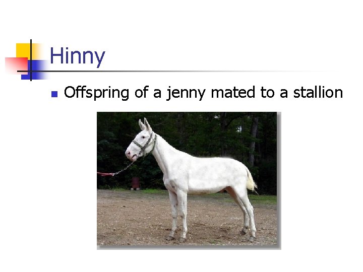 Hinny n Offspring of a jenny mated to a stallion 