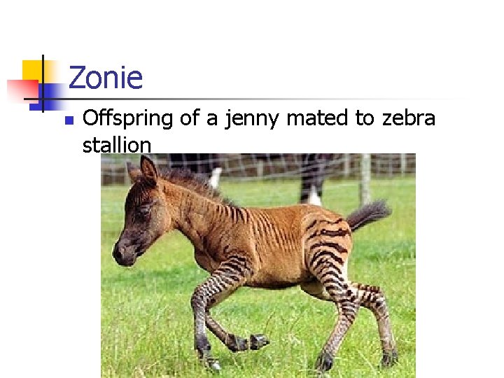 Zonie n Offspring of a jenny mated to zebra stallion 