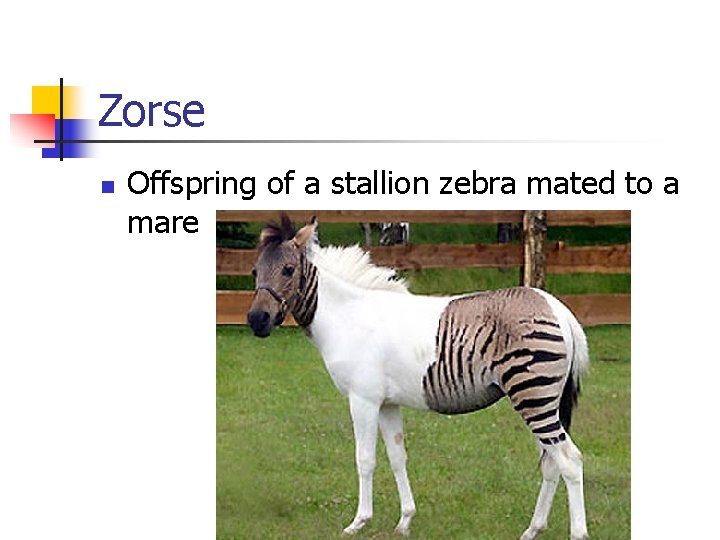 Zorse n Offspring of a stallion zebra mated to a mare 