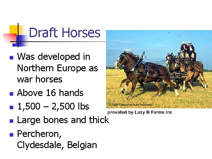 Draft Horses n n n Was developed in Northern Europe as war horses Above