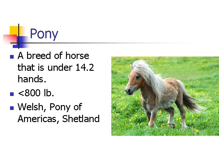 Pony n n n A breed of horse that is under 14. 2 hands.