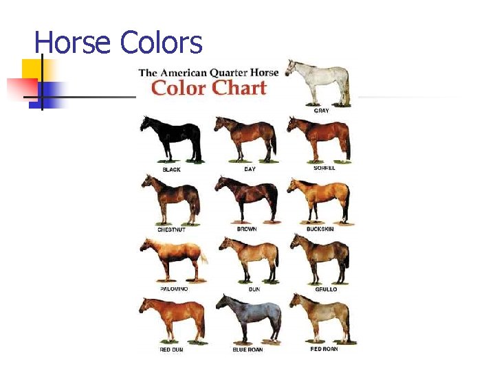 Horse Colors 