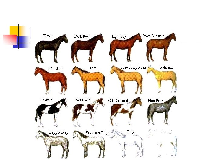 Horse Colors Continued 
