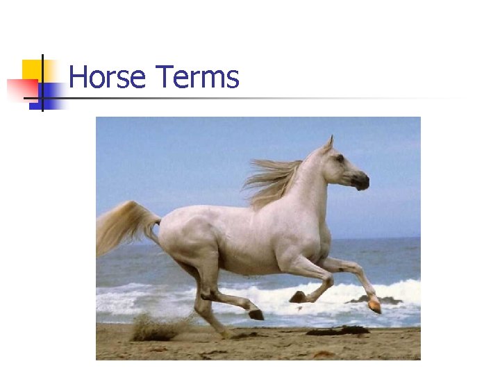 Horse Terms 
