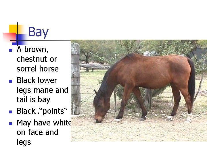 Bay n n A brown, chestnut or sorrel horse Black lower legs mane and