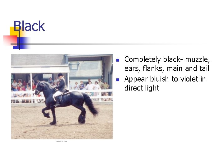 Black n n Completely black- muzzle, ears, flanks, main and tail Appear bluish to