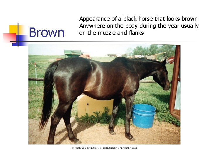 Brown Appearance of a black horse that looks brown Anywhere on the body during