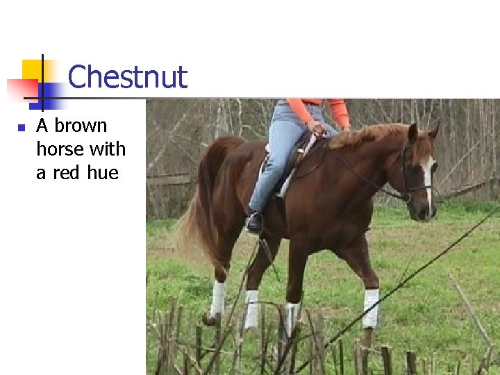Chestnut n A brown horse with a red hue 