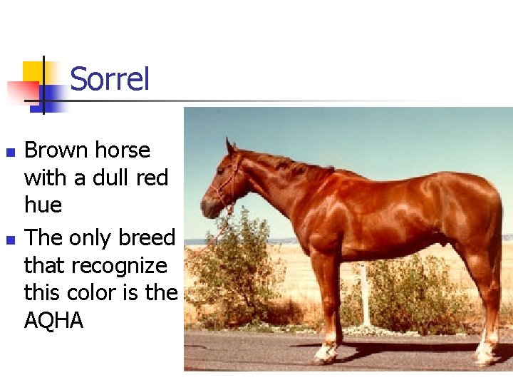 Sorrel n n Brown horse with a dull red hue The only breed that