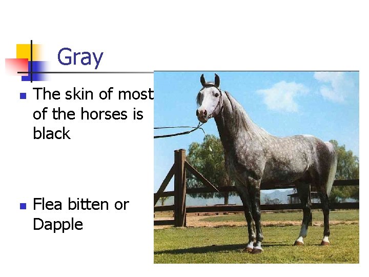 Gray n n The skin of most of the horses is black Flea bitten