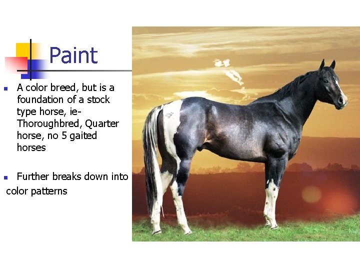 Paint n A color breed, but is a foundation of a stock type horse,