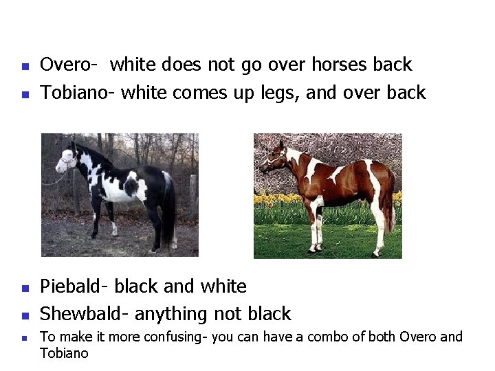 n n n Overo- white does not go over horses back Tobiano- white comes