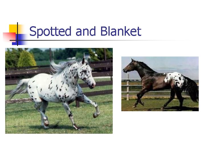 Spotted and Blanket 