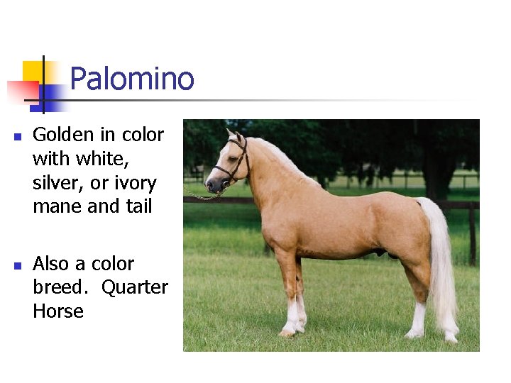 Palomino n n Golden in color with white, silver, or ivory mane and tail