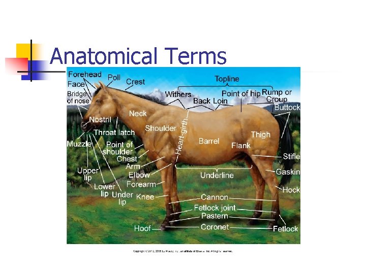 Anatomical Terms 