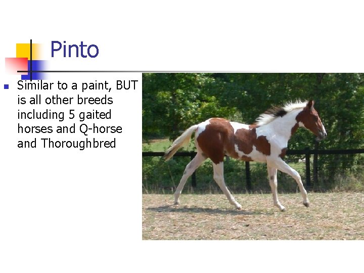 Pinto n Similar to a paint, BUT is all other breeds including 5 gaited
