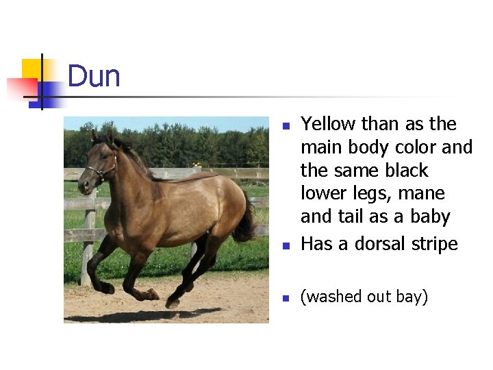 Dun n Yellow than as the main body color and the same black lower