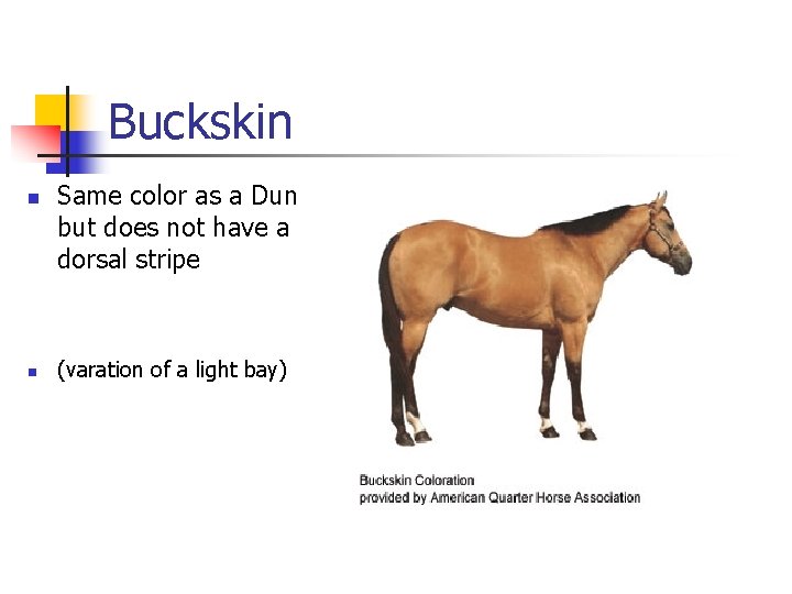 Buckskin n n Same color as a Dun but does not have a dorsal