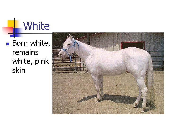 White n Born white, remains white, pink skin 