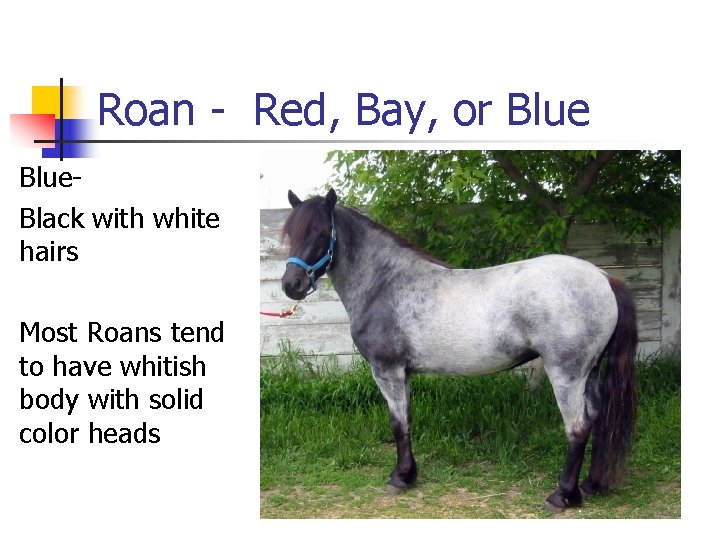 Roan - Red, Bay, or Blue. Black with white hairs Most Roans tend to
