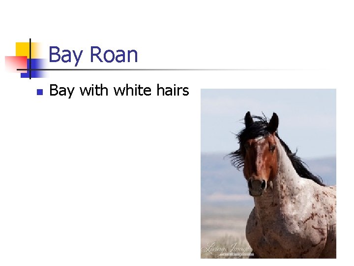 Bay Roan n Bay with white hairs 