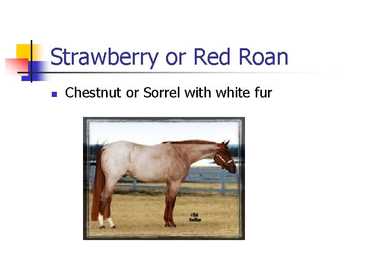 Strawberry or Red Roan n Chestnut or Sorrel with white fur 
