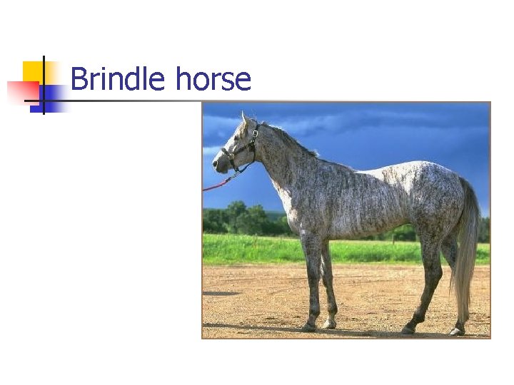 Brindle horse 