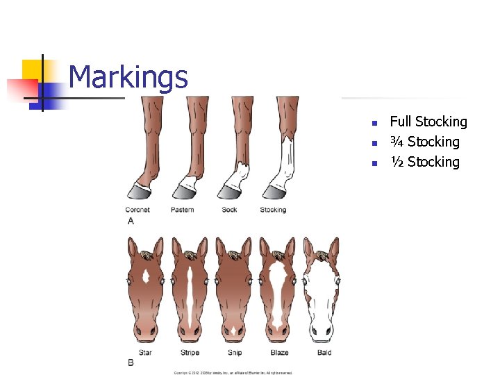 Markings n n n Full Stocking ¾ Stocking ½ Stocking 