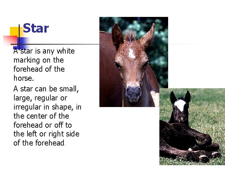 Star A star is any white marking on the forehead of the horse. A
