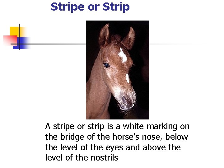 Stripe or Strip A stripe or strip is a white marking on the bridge