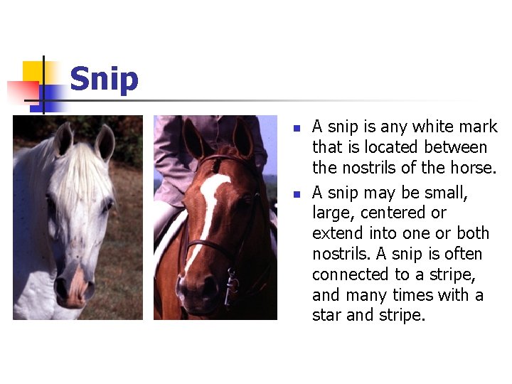 Snip n n A snip is any white mark that is located between the