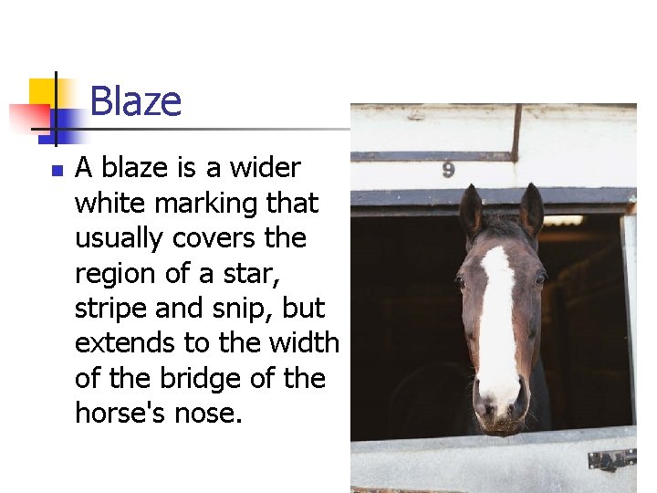 Blaze n A blaze is a wider white marking that usually covers the region