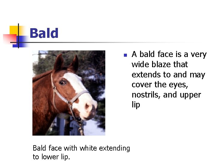 Bald n Bald face with white extending to lower lip. A bald face is