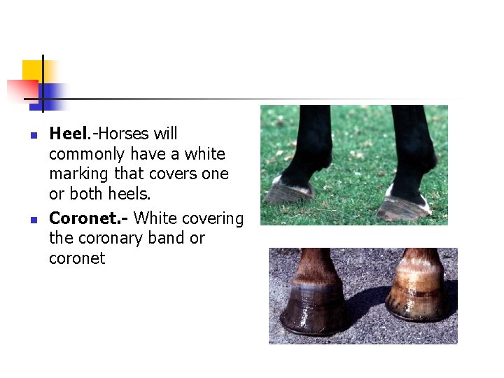 n n Heel. -Horses will commonly have a white marking that covers one or