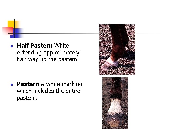 n n Half Pastern White extending approximately half way up the pastern Pastern A