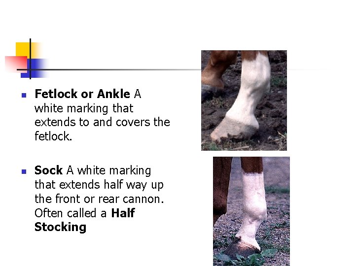 n n Fetlock or Ankle A white marking that extends to and covers the