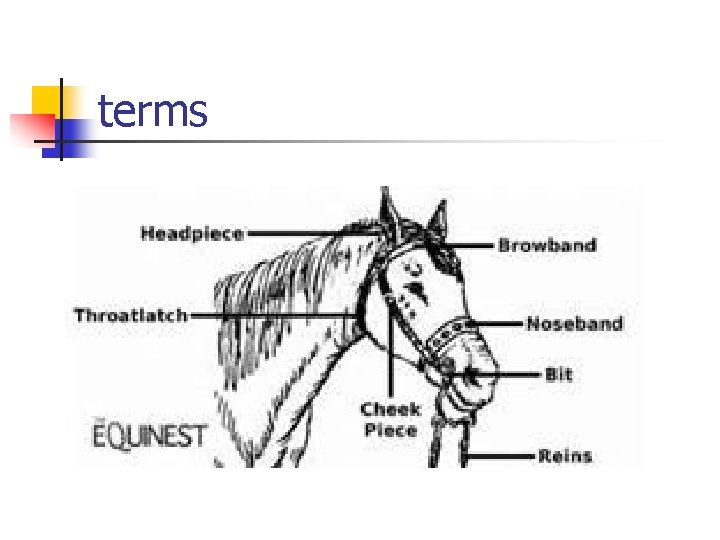 terms 