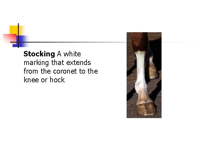 Stocking A white marking that extends from the coronet to the knee or hock