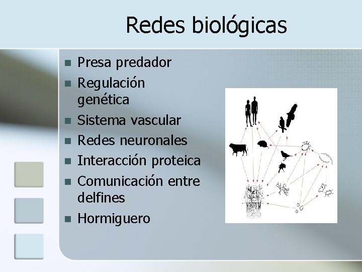 Redes biológicas n n n n Presa predador Regulación genética Sistema vascular Redes neuronales