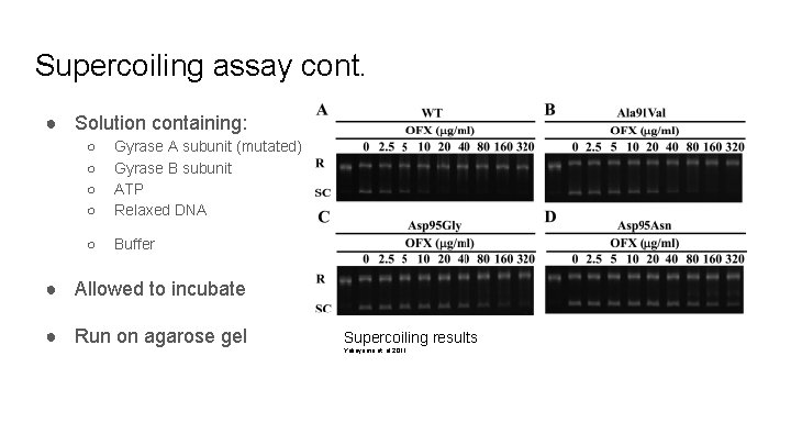 Supercoiling assay cont. ● Solution containing: ○ ○ Gyrase A subunit (mutated) Gyrase B