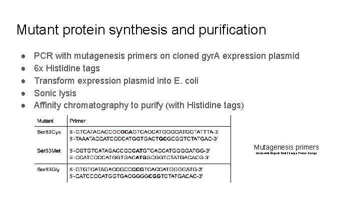 Mutant protein synthesis and purification ● ● ● PCR with mutagenesis primers on cloned
