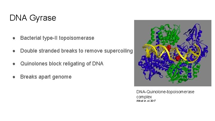 DNA Gyrase ● Bacterial type-II topoisomerase ● Double stranded breaks to remove supercoiling ●