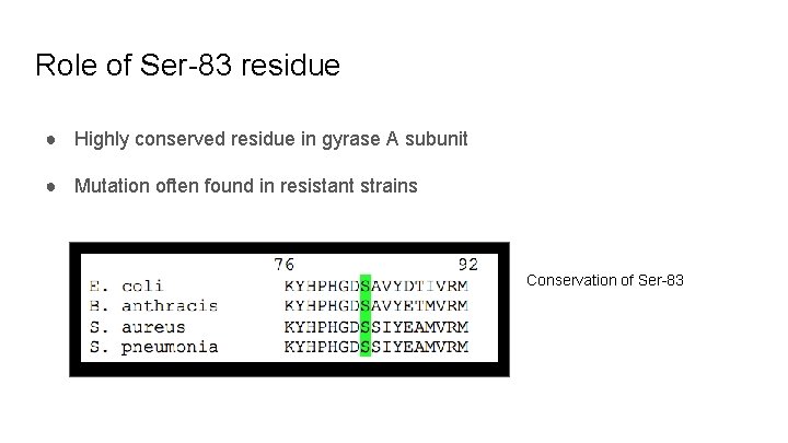 Role of Ser-83 residue ● Highly conserved residue in gyrase A subunit ● Mutation