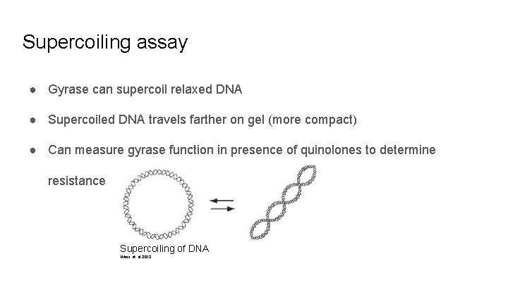 Supercoiling assay ● Gyrase can supercoil relaxed DNA ● Supercoiled DNA travels farther on