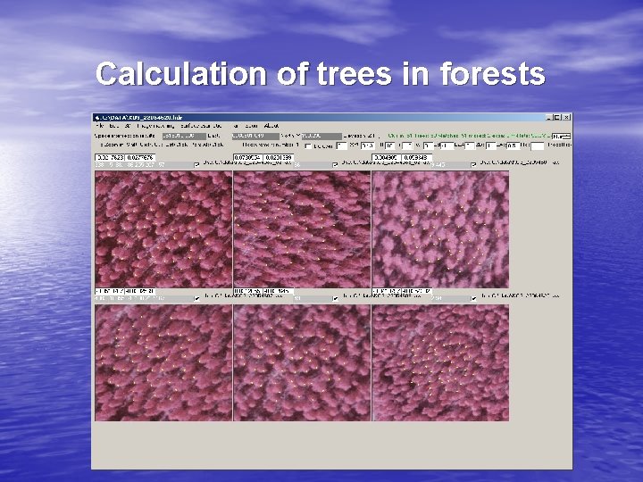 Calculation of trees in forests 