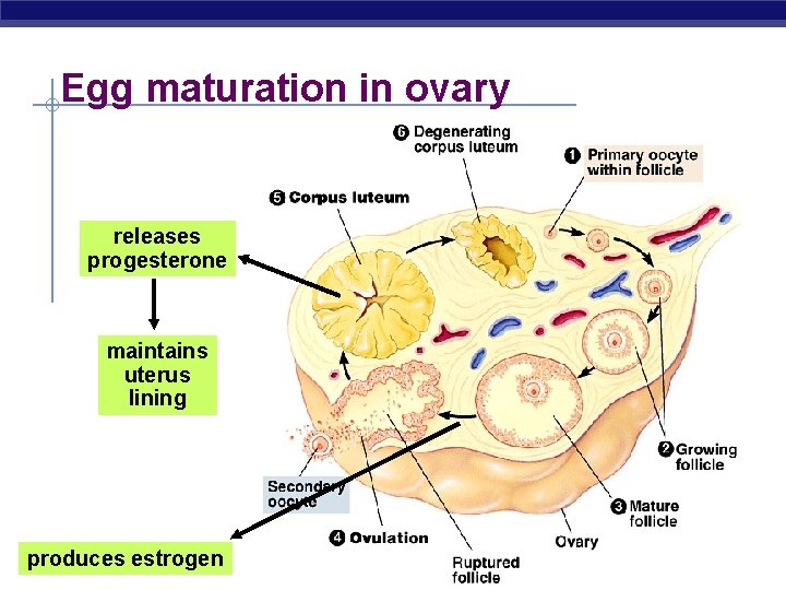 Egg maturation in ovary releases progesterone maintains uterus lining produces estrogen Regents Biology 